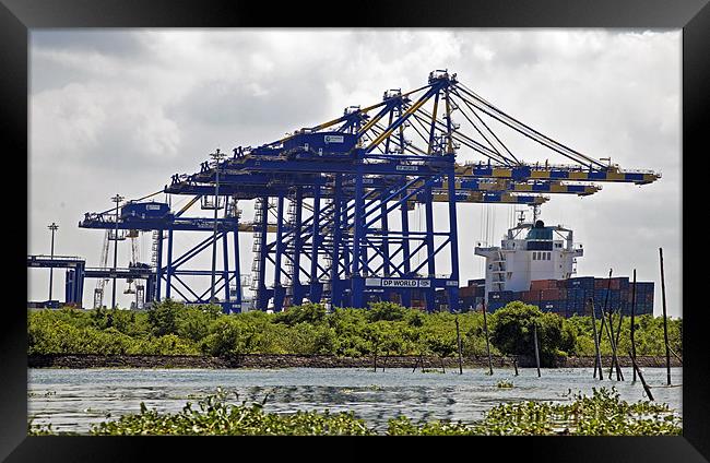 Kochin Container Terminal surounded by Hyacinth In Framed Print by Arfabita  