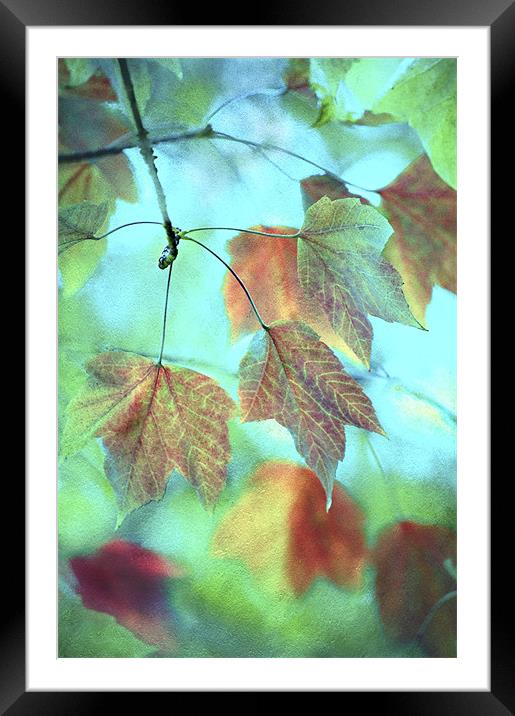Rainbow of Autumn Colours Framed Mounted Print by Dawn Cox