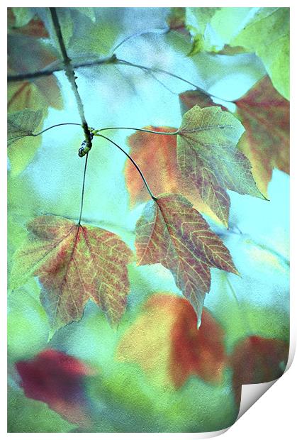 Rainbow of Autumn Colours Print by Dawn Cox