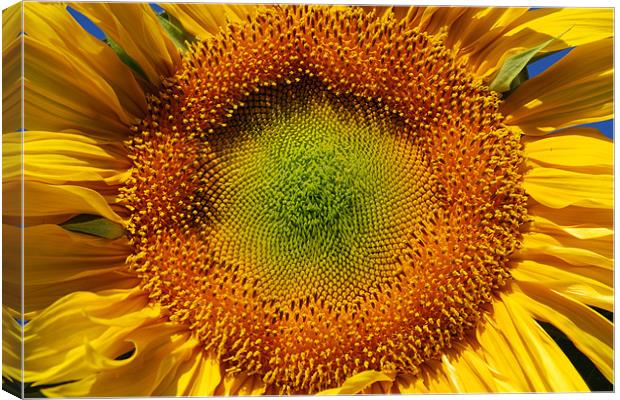 Sunflower closeup  Canvas Print by Vishwanath Bhat