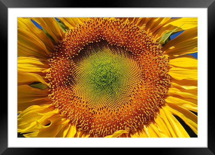 Sunflower closeup  Framed Mounted Print by Vishwanath Bhat