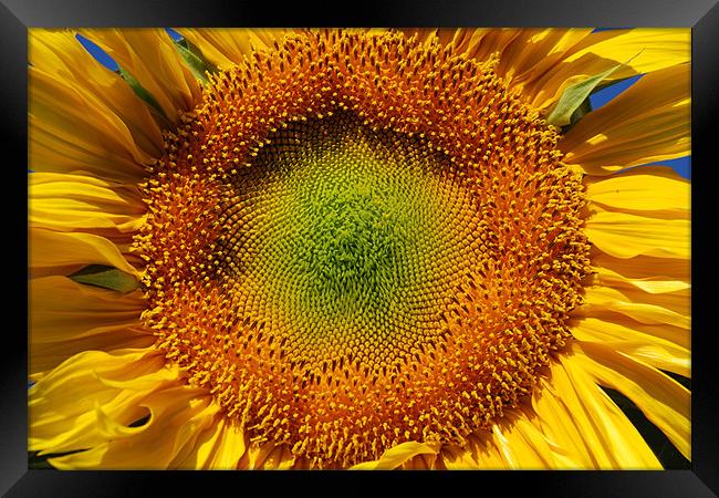 Sunflower closeup  Framed Print by Vishwanath Bhat