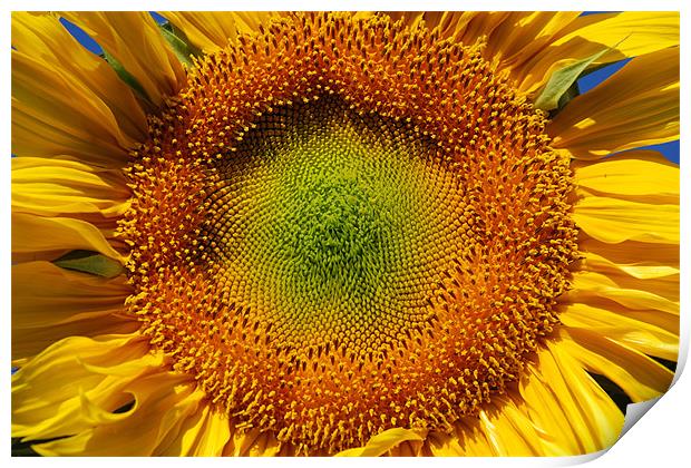 Sunflower closeup  Print by Vishwanath Bhat