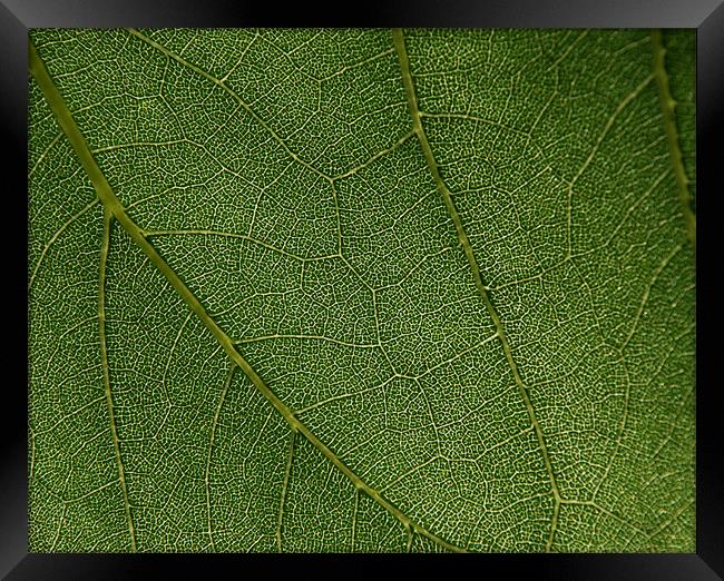 Leaf closeup  Framed Print by Vishwanath Bhat