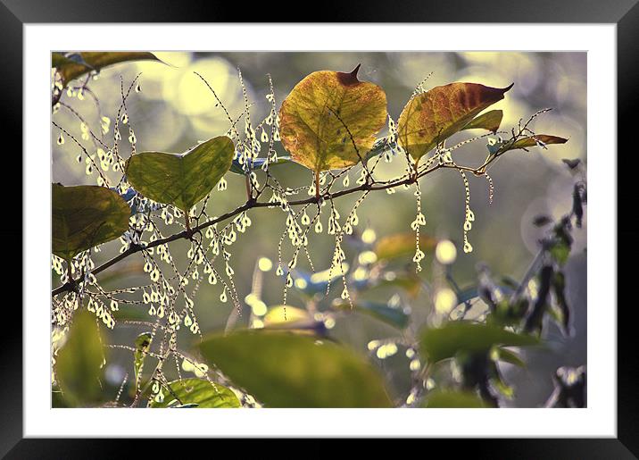 Natures Diamonds Framed Mounted Print by Dawn Cox