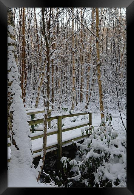 Winter Woods Framed Print by Julie Perrin