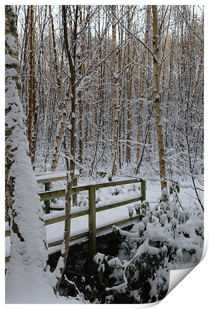 Winter Woods Print by Julie Perrin