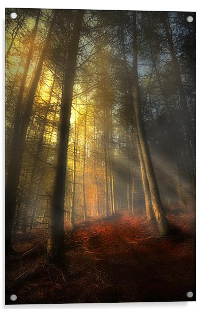 The rays of autumn Acrylic by Robert Fielding