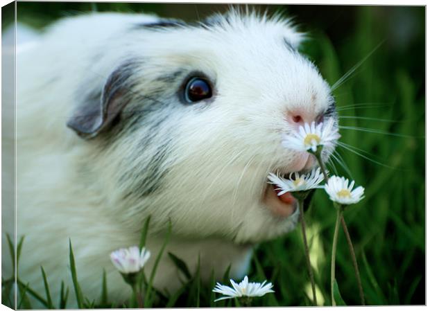 Hungry Guinea Pig Canvas Print by Samantha Warren