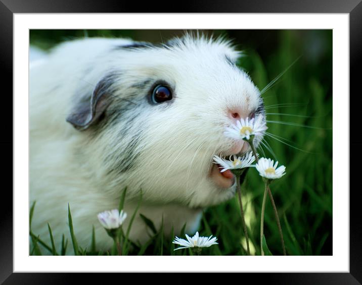 Hungry Guinea Pig Framed Mounted Print by Samantha Warren
