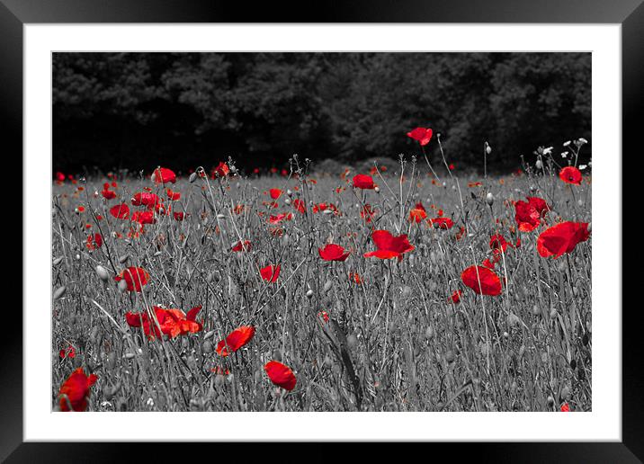 Remembrance Poppies Framed Mounted Print by Paul Macro