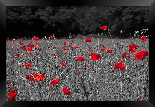 Remembrance Poppies Framed Print by Paul Macro