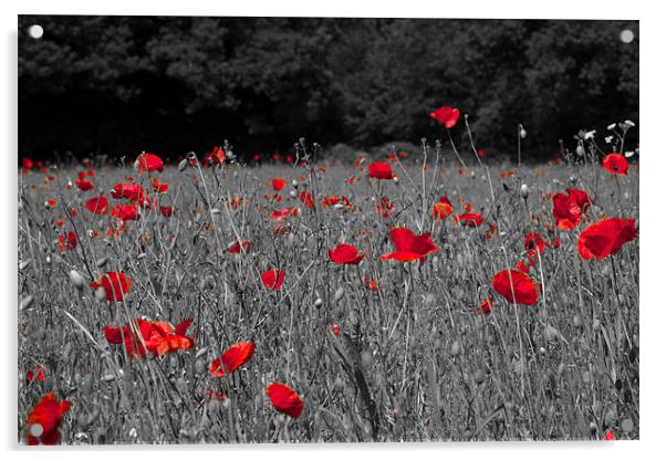 Remembrance Poppies Acrylic by Paul Macro