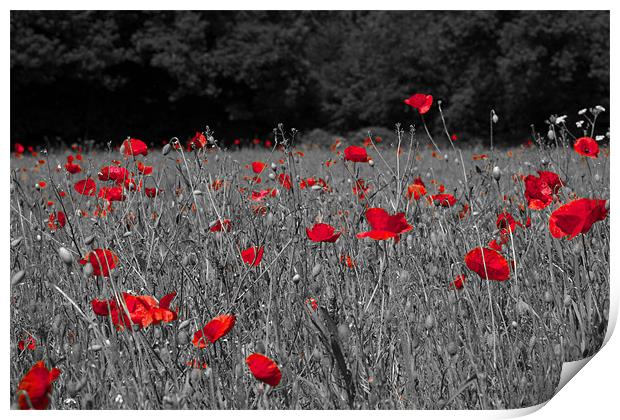 Remembrance Poppies Print by Paul Macro