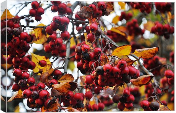 autumn red berries birdy food Canvas Print by Nataliya Lazaryeva