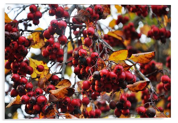 autumn red berries birdy food Acrylic by Nataliya Lazaryeva