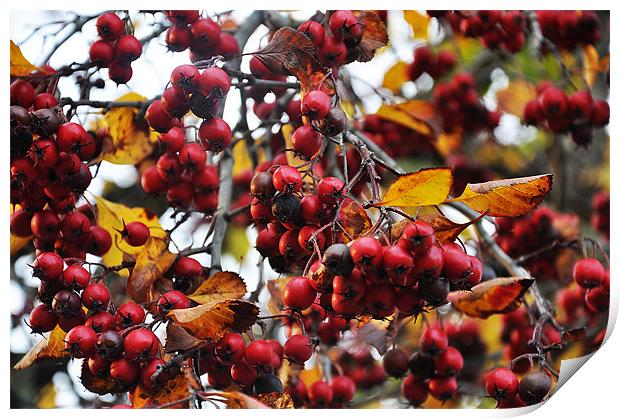 autumn red berries birdy food Print by Nataliya Lazaryeva