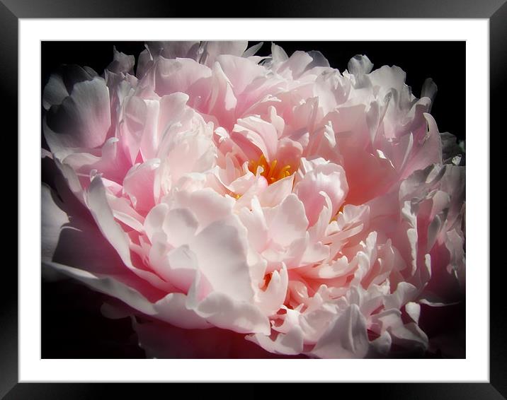 Pink Peony Framed Mounted Print by Mary Lane