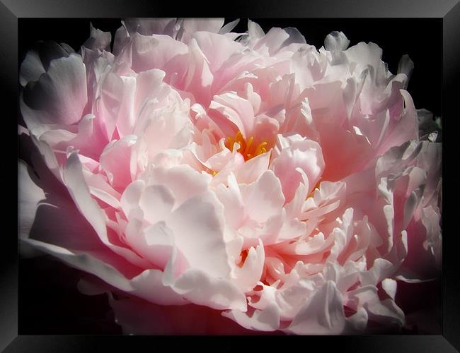 Pink Peony Framed Print by Mary Lane