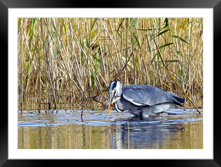 Lunch Time Framed Mounted Print by Martin Kemp Wildlife