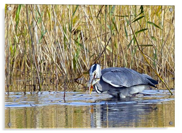 Lunch Time Acrylic by Martin Kemp Wildlife