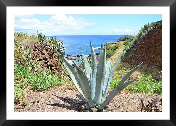 Aloe Vera in The Azores Framed Mounted Print by Malcolm Snook