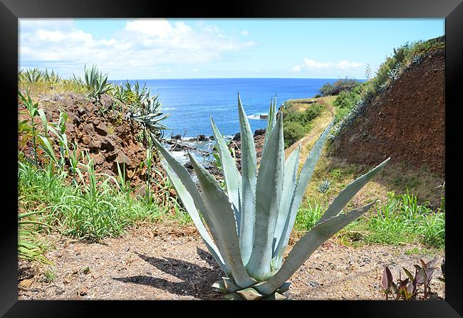 Aloe Vera in The Azores Framed Print by Malcolm Snook