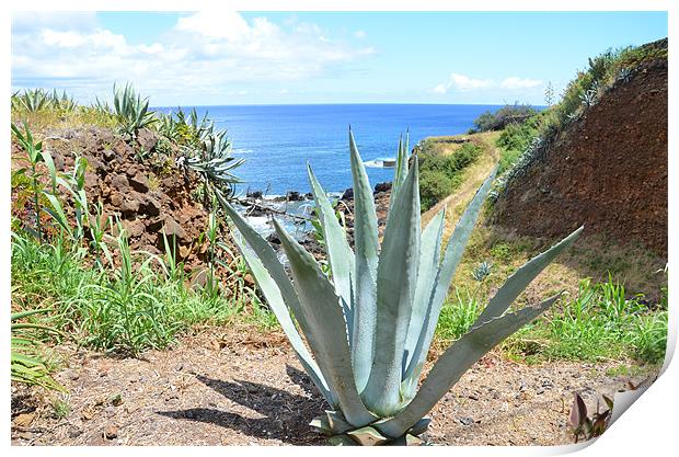 Aloe Vera in The Azores Print by Malcolm Snook