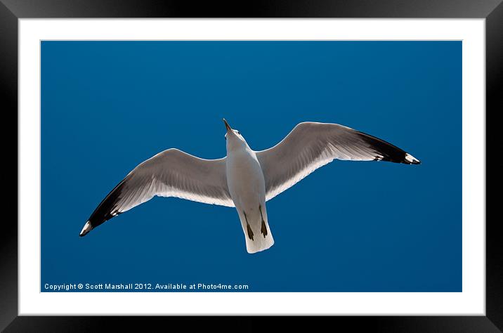 Jonathan Livingston Seagull Framed Mounted Print by Scott K Marshall