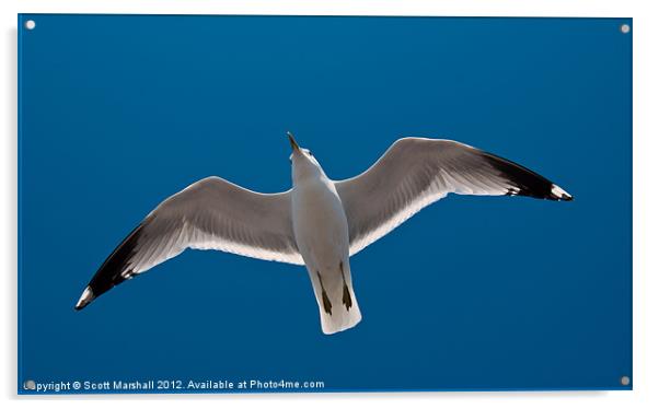 Jonathan Livingston Seagull Acrylic by Scott K Marshall
