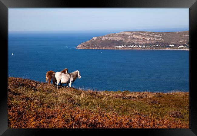 Wild Welsh Ponies Framed Print by Gail Johnson