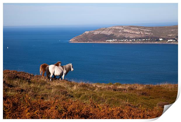 Wild Welsh Ponies Print by Gail Johnson
