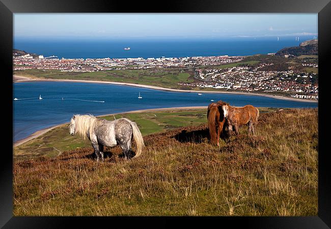Wild Welsh Ponies Framed Print by Gail Johnson