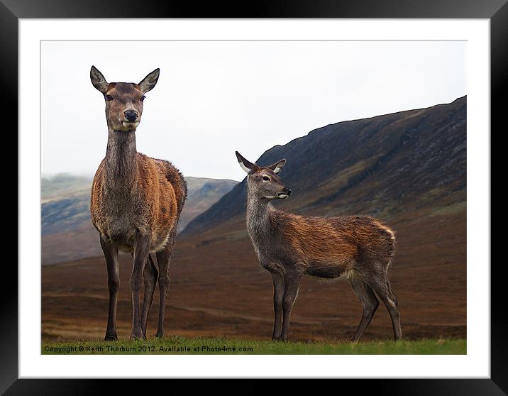 Deer in the Highlands Framed Mounted Print by Keith Thorburn EFIAP/b