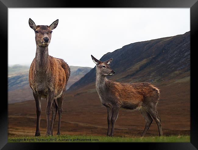 Deer in the Highlands Framed Print by Keith Thorburn EFIAP/b