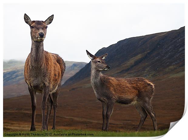 Deer in the Highlands Print by Keith Thorburn EFIAP/b