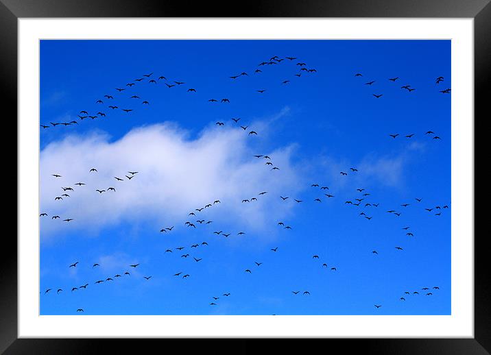 Birds Flying High Framed Mounted Print by Sarah George