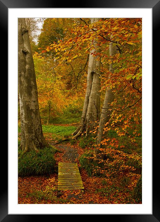 Autumn Colour Framed Mounted Print by pauline morris