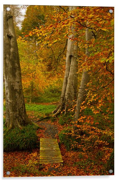 Autumn Colour Acrylic by pauline morris