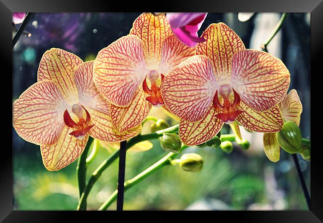tiger orchid flowering Framed Print by Nataliya Lazaryeva