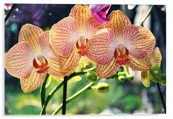 tiger orchid flowering Acrylic by Nataliya Lazaryeva