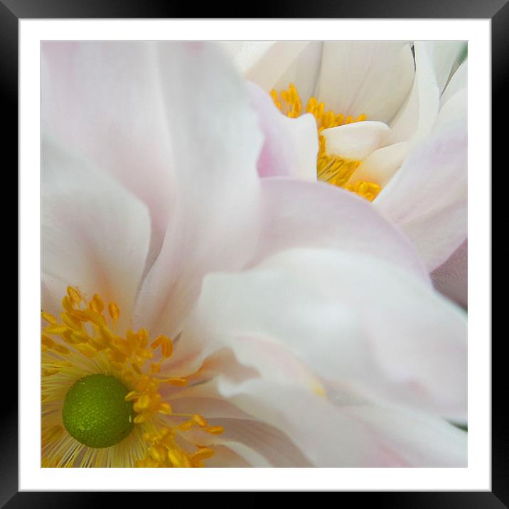 pink anemones Framed Mounted Print by Heather Newton