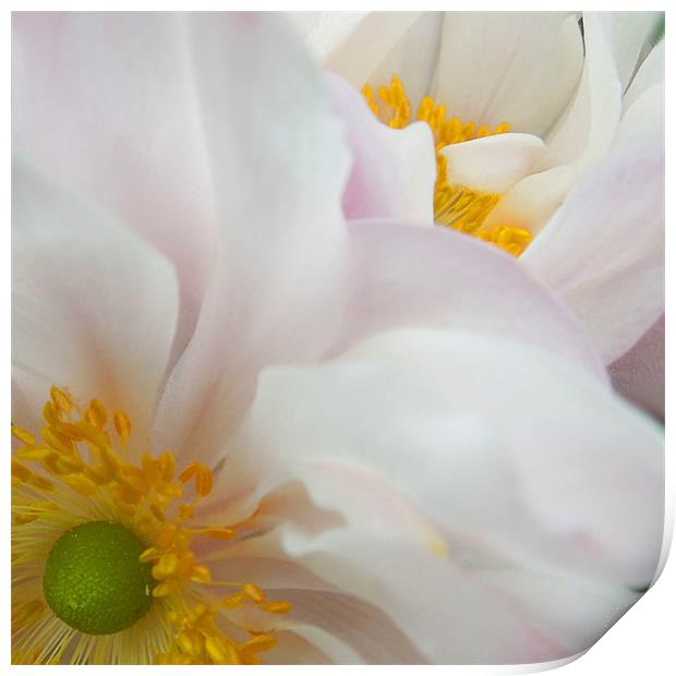pink anemones Print by Heather Newton