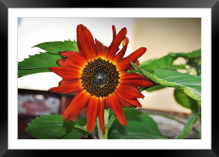 sun flower Framed Mounted Print by Nataliya Lazaryeva