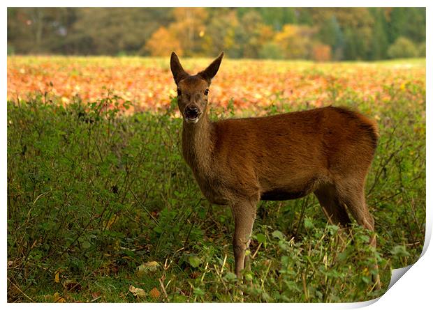 Red Deer Hind Print by Jed Pearson