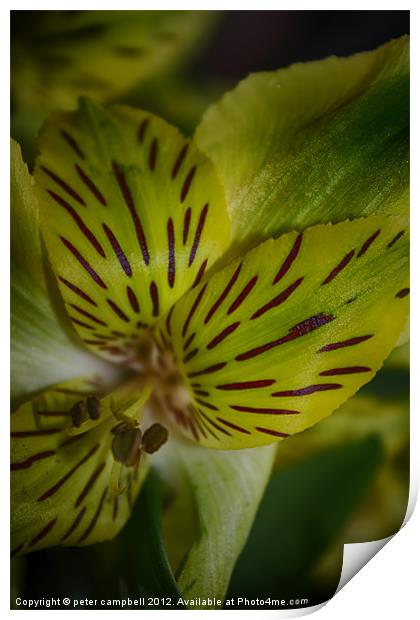 Macro , flower Print by peter campbell