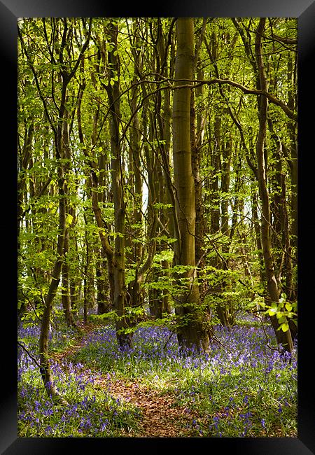 Bluebells Coed Trellyniau Framed Print by David Craig Hughes