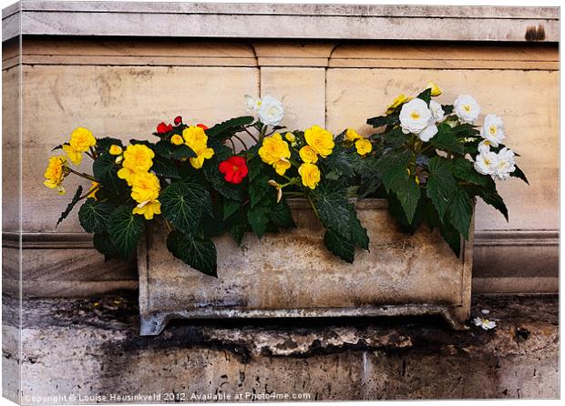 Red, yellow and white begonias Canvas Print by Louise Heusinkveld