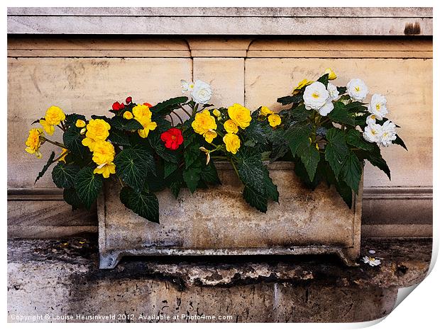 Red, yellow and white begonias Print by Louise Heusinkveld