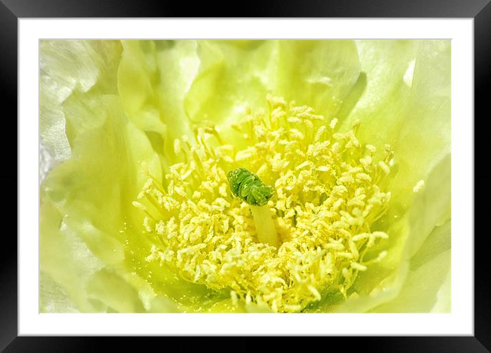 Lemon Yellow Framed Mounted Print by Mary Lane
